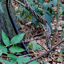 Snake Spilotes Pullatus, which is between 250 and 300 cm long. Its preys are birds, small mammals, amphibians, lizards and other snakes